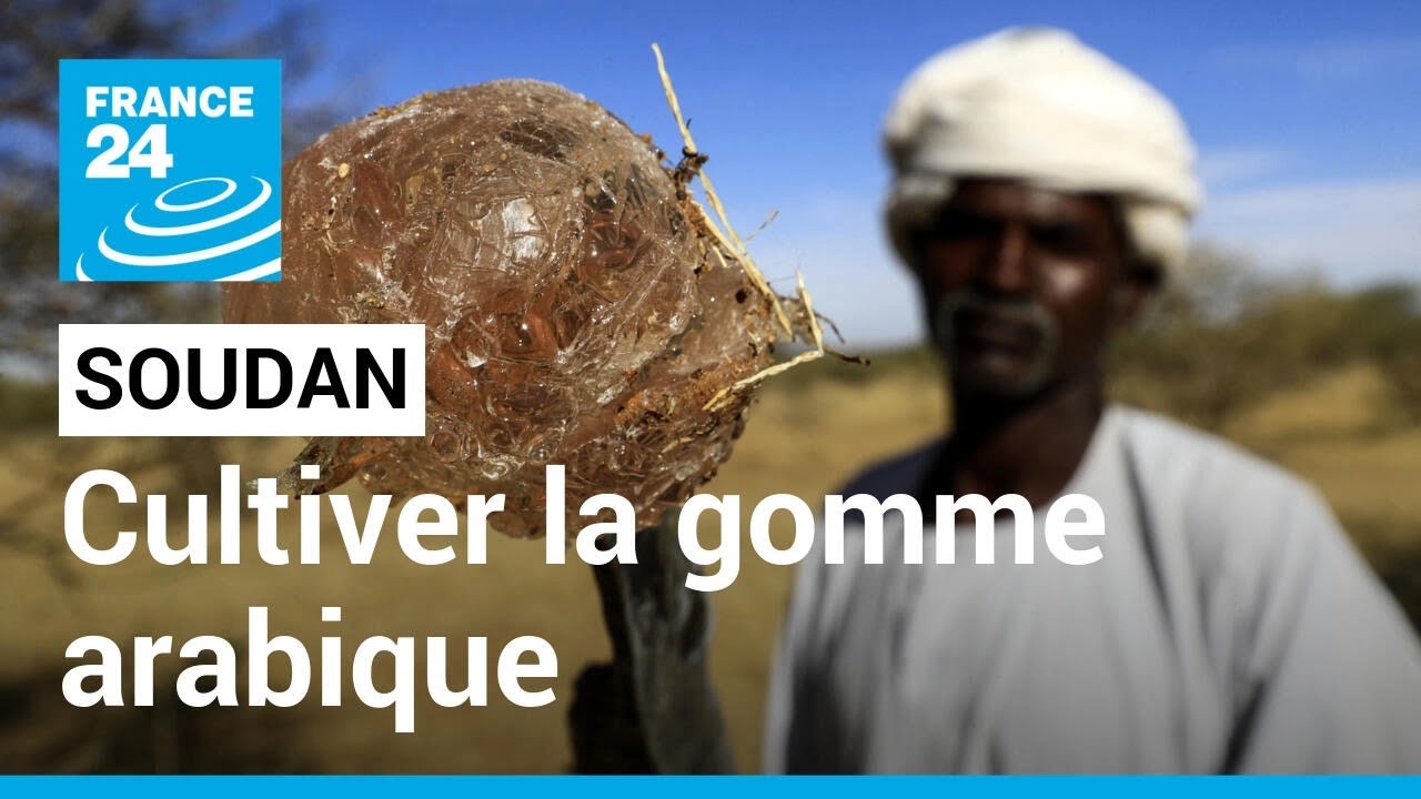 Au Soudan, la culture de la gomme arabique de plus en plus délaissée • FRANCE 24