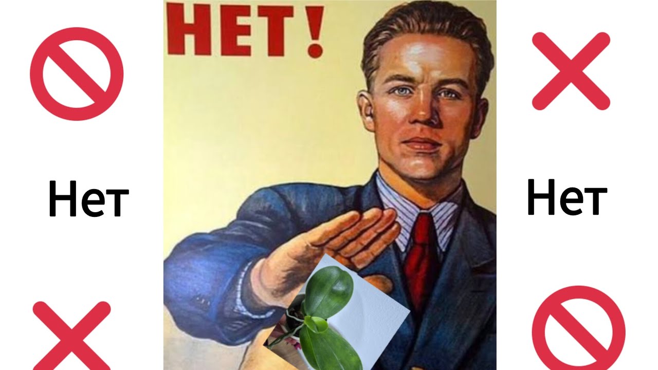 🚫 Скажи фаленопсисам нет!!! 🚫 Часть 2. 