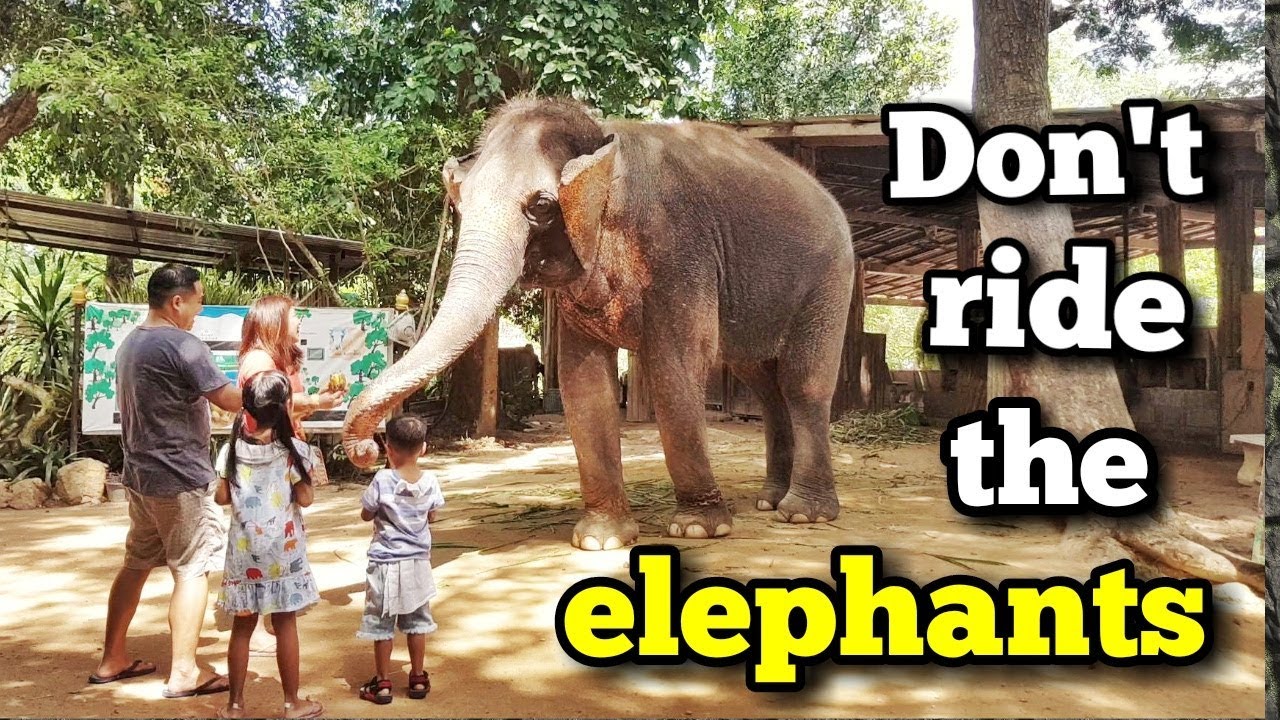 THAILAND VLOG #6: WHAT TO DO IN PATTAYA THAILAND | Nongnooch, Floating Market, Kaan Show
