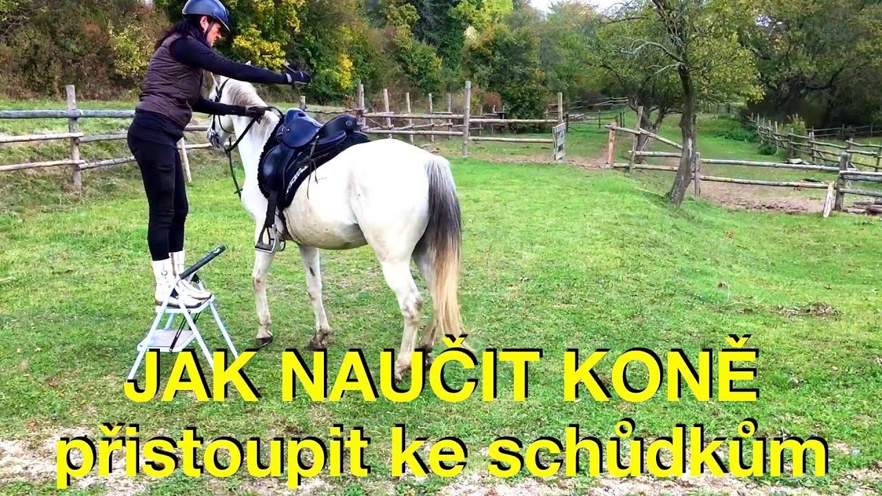 Jak naučit koně přistoupit ke schůdkům 🐎  Možnosti nasedání na koně