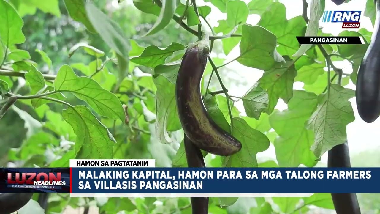 Malaking kapital hamon para sa mga talong farmers sa Villasis, Pangasinan | Luzon Headlines