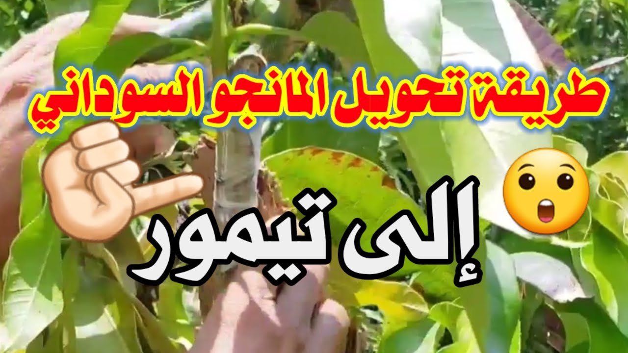 طريقة مذهلة!😲👍🏻تحويل المانجو من صننف سوداني إلى تيمور.  طريقة مذهلة وسهلة جدا😲👍🏻