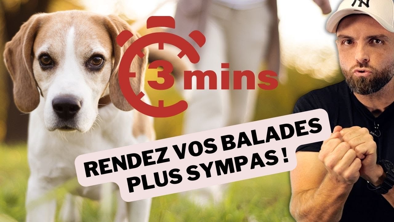 Une meilleure balade pour votre chien FACILEMENT ! (3 min chrono)