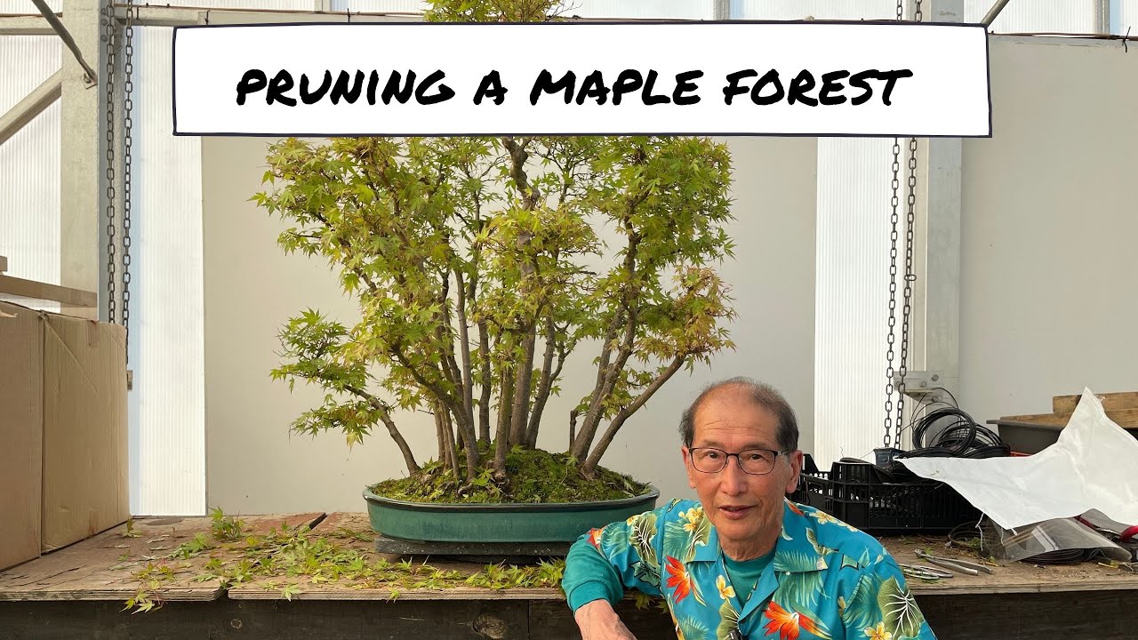 Pruning a Maple Forest