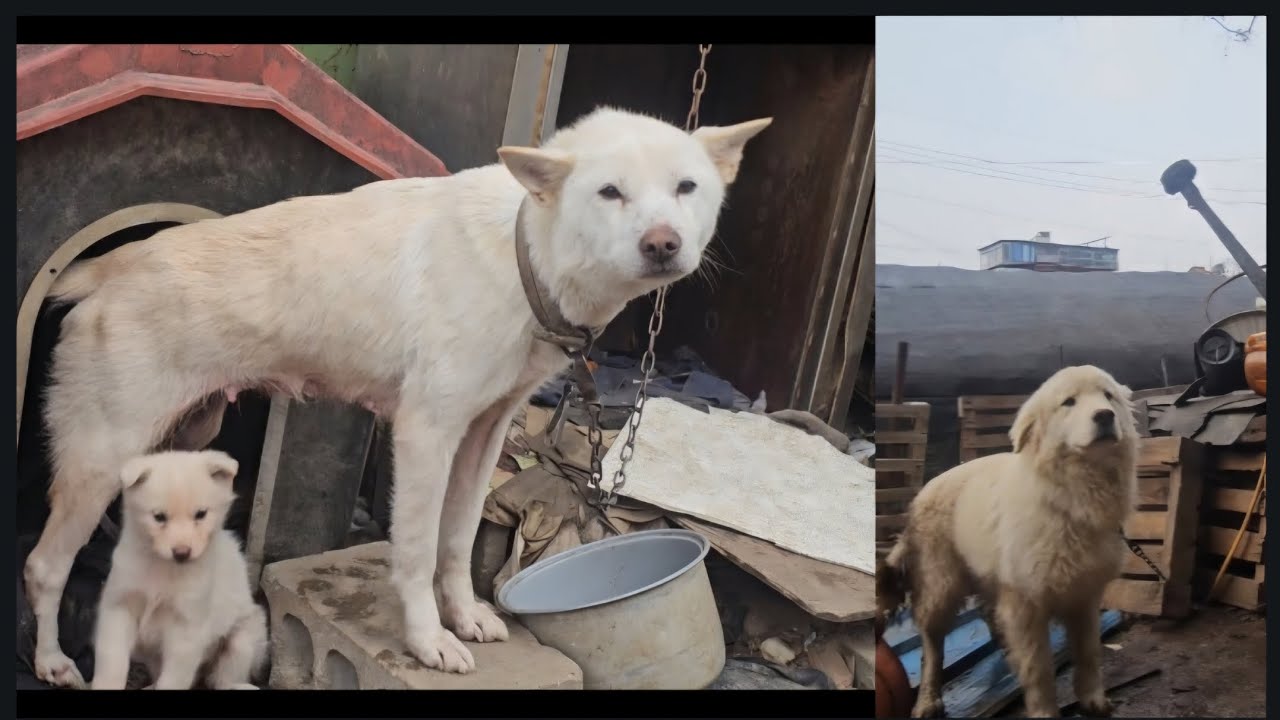 어미견은 짖지도 않고 순딩이 리트리버는 짖어댑니다.