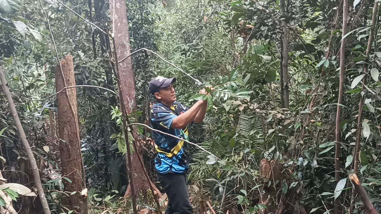 mikat burung di hutan riau