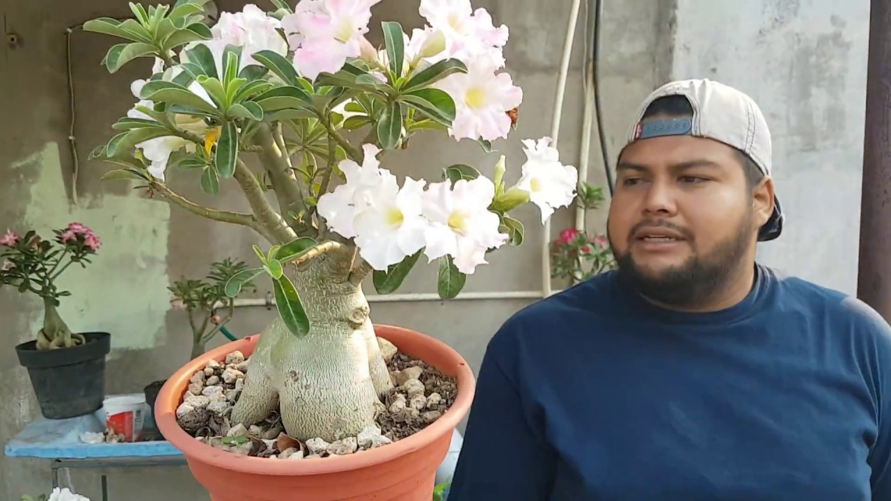 Jardín de adenium del amigo Antonio abril 2019