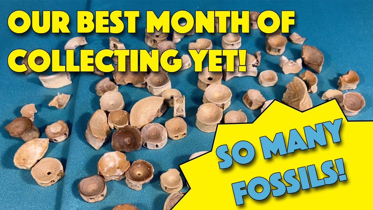 Finding More Fossils in Charleston, South Carolina!