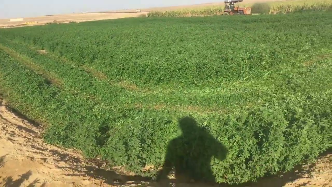 @مزرعتي في الفرافرة الموسم الثاني لزراعة البرسيم مشاء الله بعد 20 يوم اخذ ريتين وتم الحش