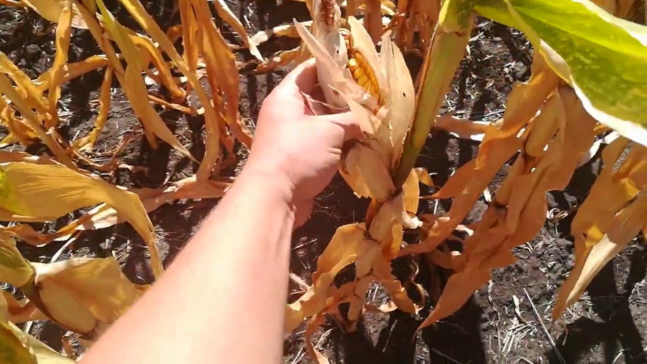 Кукурудза Данііл та посуха 🌽🌞 31.08.20