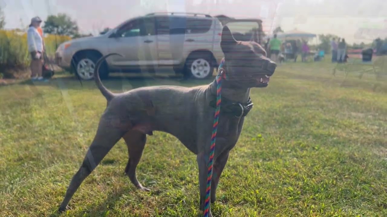 Fast Racing Thai Ridgeback - AKC Lure Coursing - Talisman Yunga Queenopolis