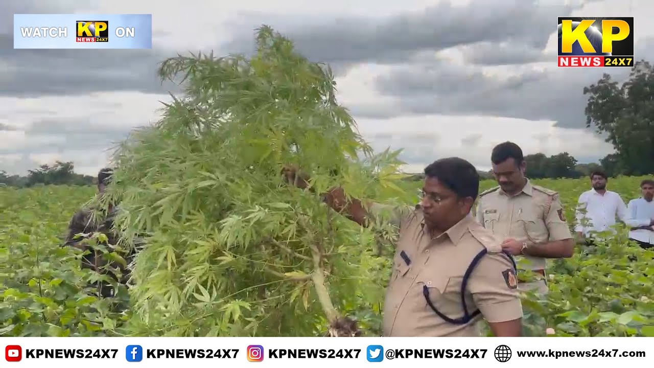 Bidar | Chintaki Police Seized Ganja Plants Worth Over Rs 8 Lakh Grown In  Field & Arrested Accused.