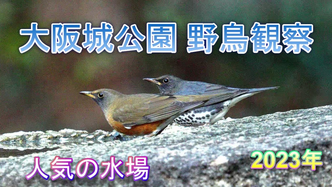 2023/11/1 大阪城公園 野鳥観察 【人気の水場】
