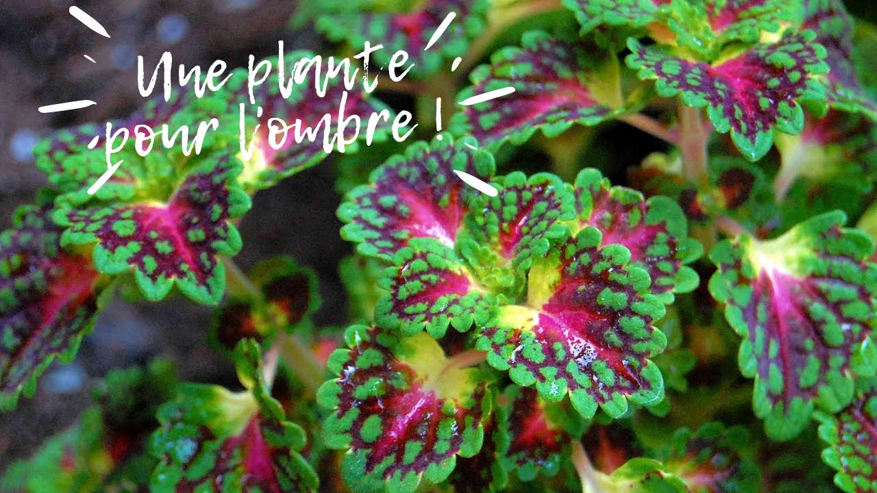 Coleus, une plante pour l'ombre #coleus #coleusplant #coleusplantcare #vegetosphere