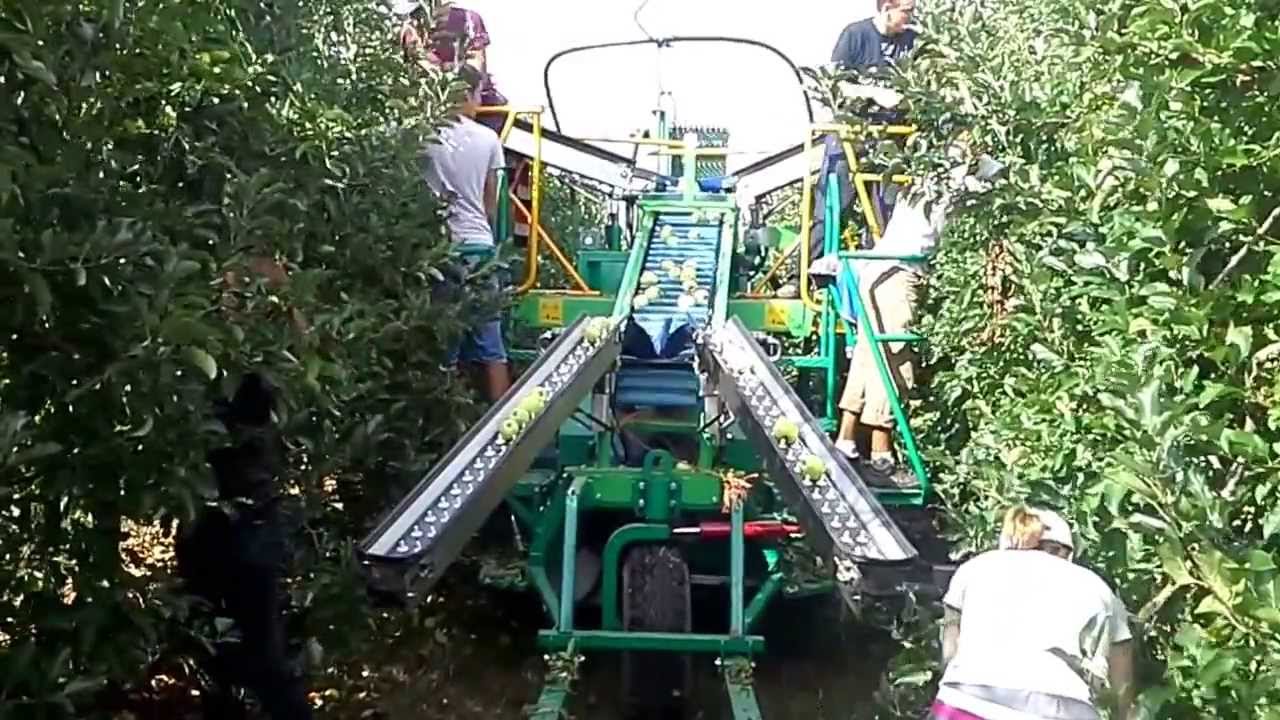 RACCOLTA MELE CON AGEVOLATORE A NASTRI SEMOVENTE