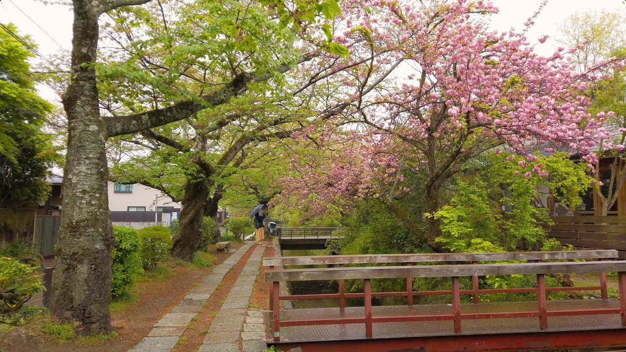 Kyoto Rainy Morning Walk - Philosopher's Path (哲学の道) [4k]