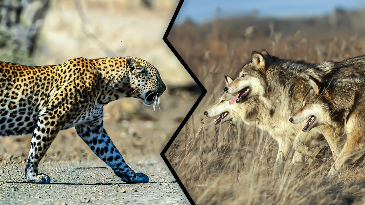 Mampukah Seekor Macan Tutul Menghadapi Serombongan Serigala?
