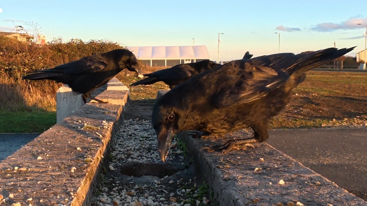 Crow Café - More Predator Noises At Teatime 😄♥️🐦‍⬛