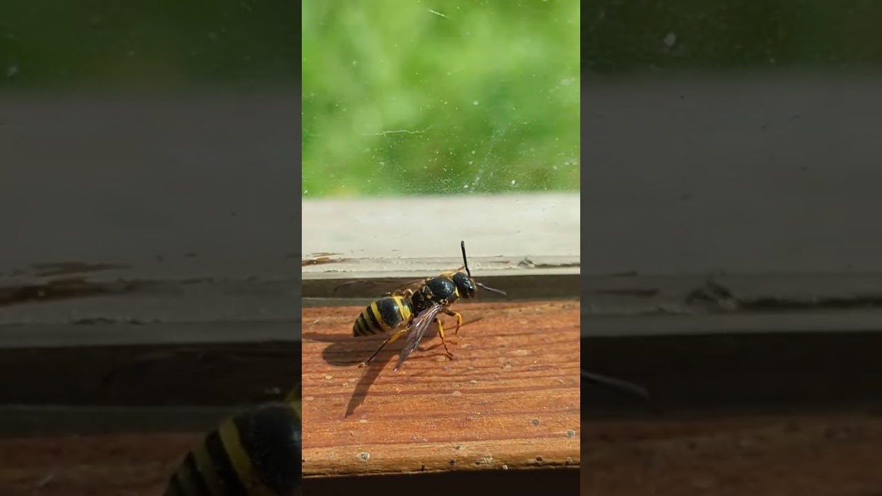 A really impressive Solitary Wasp