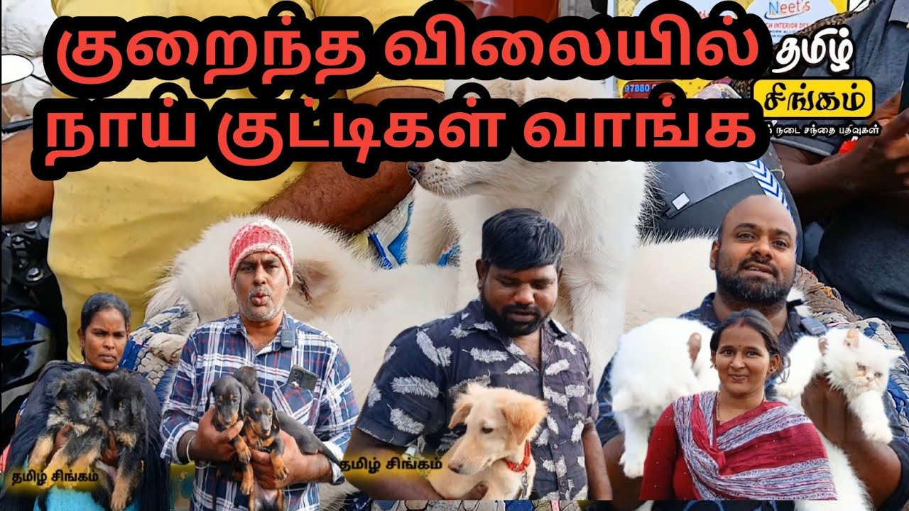 குன்னத்தூர் சந்தையில் நாய் குட்டிகள் வரத்து அதிகம் விற்பனை #dog #kunnathur #god