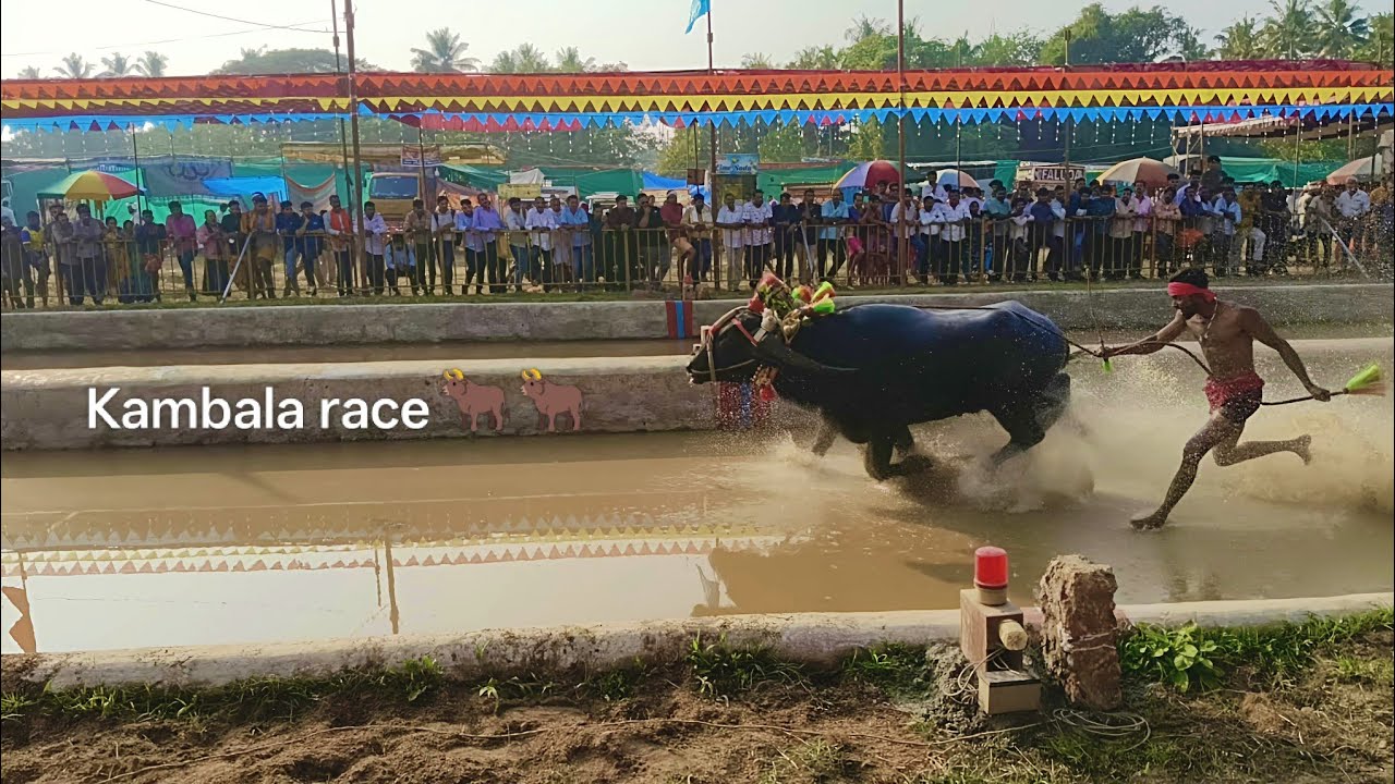 Kambala ( Bulls Race ) in slow motion| 
