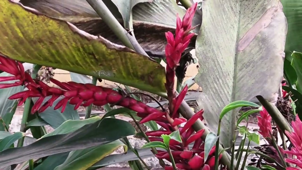 padmadevis garden most beautiful rear plant read adrak