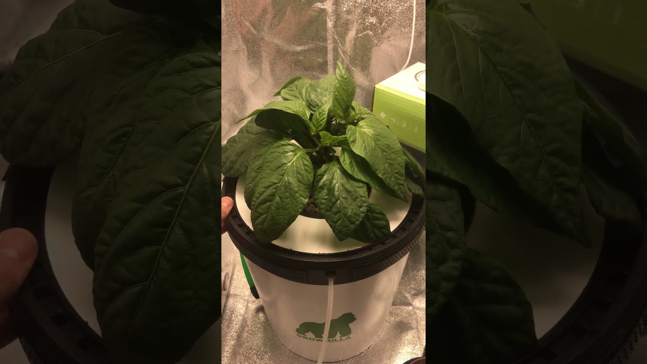 Root check on Chilli Plant! Growrilla Hydroponics DWC #shorts