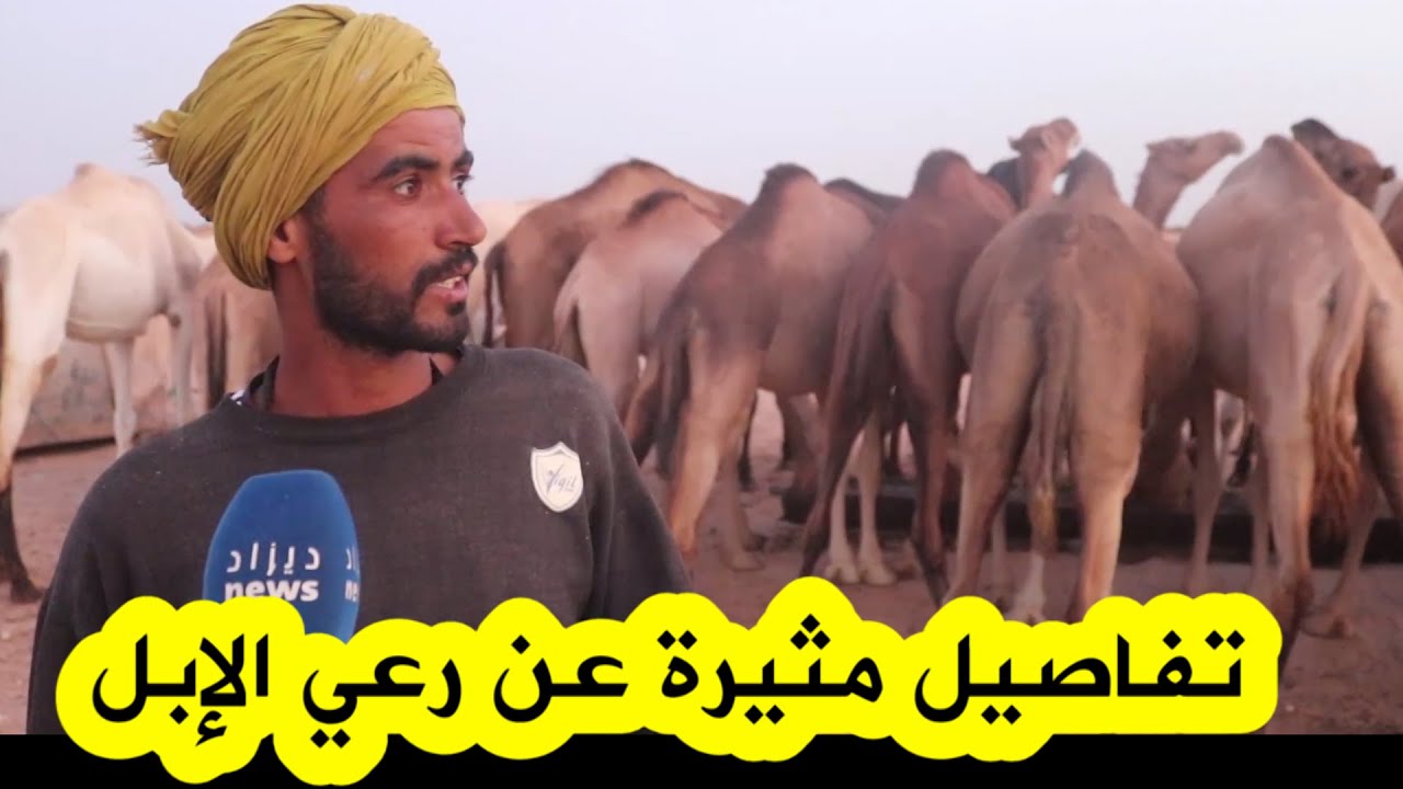 راعي إبل من العبادلة ببشار يروي تفاصيل مثيرة عن رعي الابل والاعتناء بها
