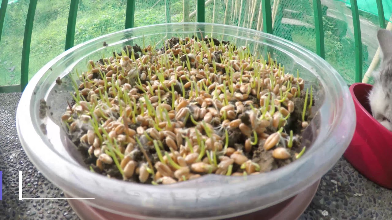 Tutorial on how to plant cat grass.