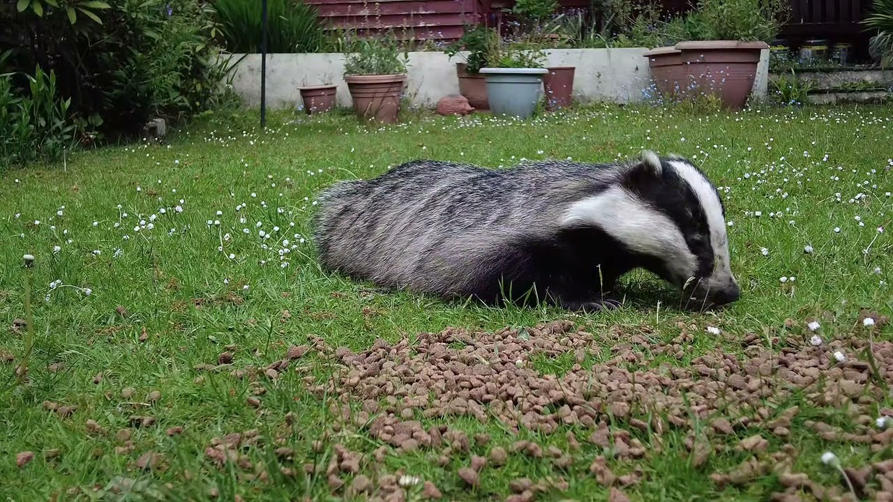 Fox & Badger 7th May 2025