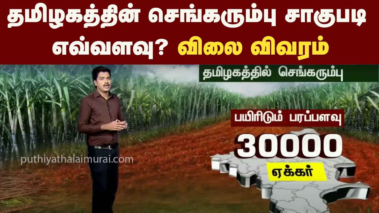 தமிழகத்தின் செங்கரும்பு சாகுபடி எவ்வளவு? விலை விவரம் | PTT