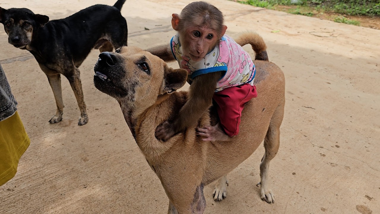 Sp0iled Jack Stronely Friendship With Tony Doggy But Nasty To The Black One
