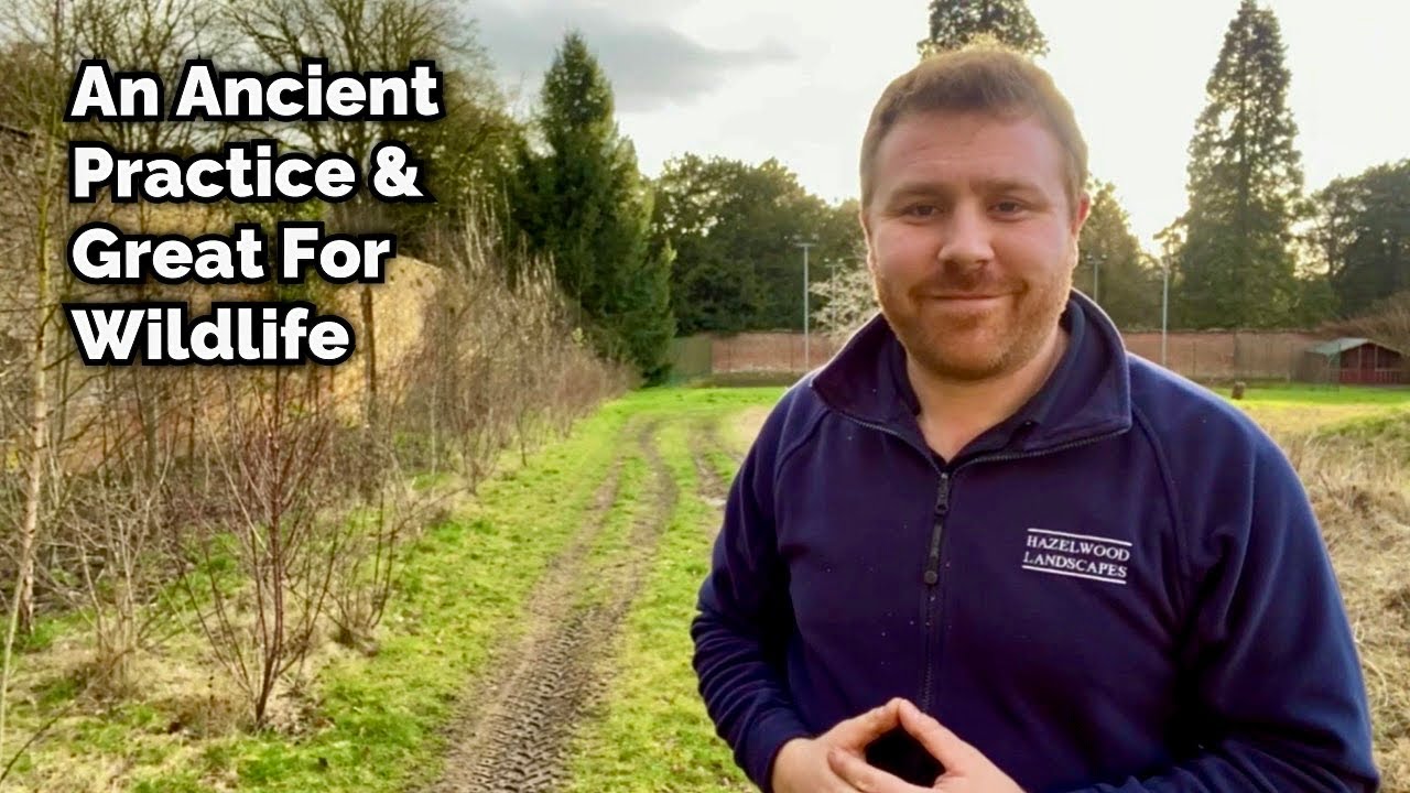 Coppicing - The Benefits for Wildlife - Explained