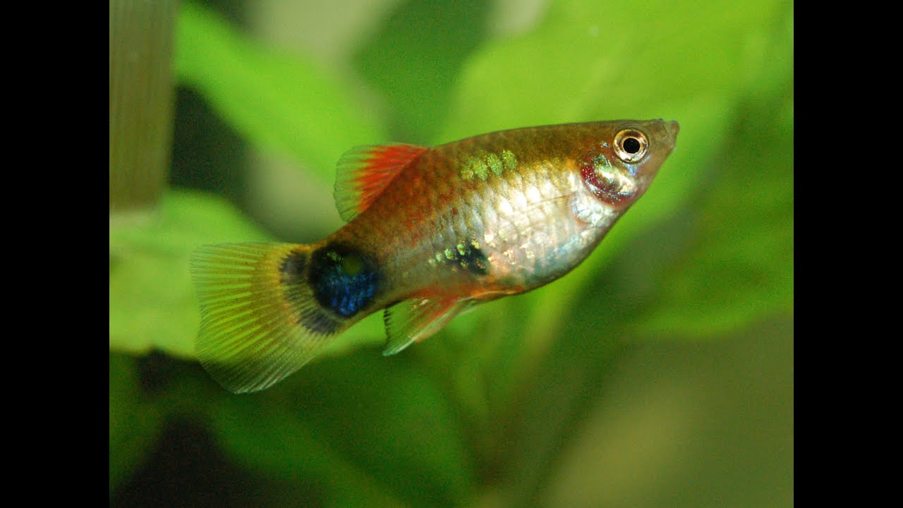 Species Profile # 33 : The Platy (Xiphophorus maculatus)