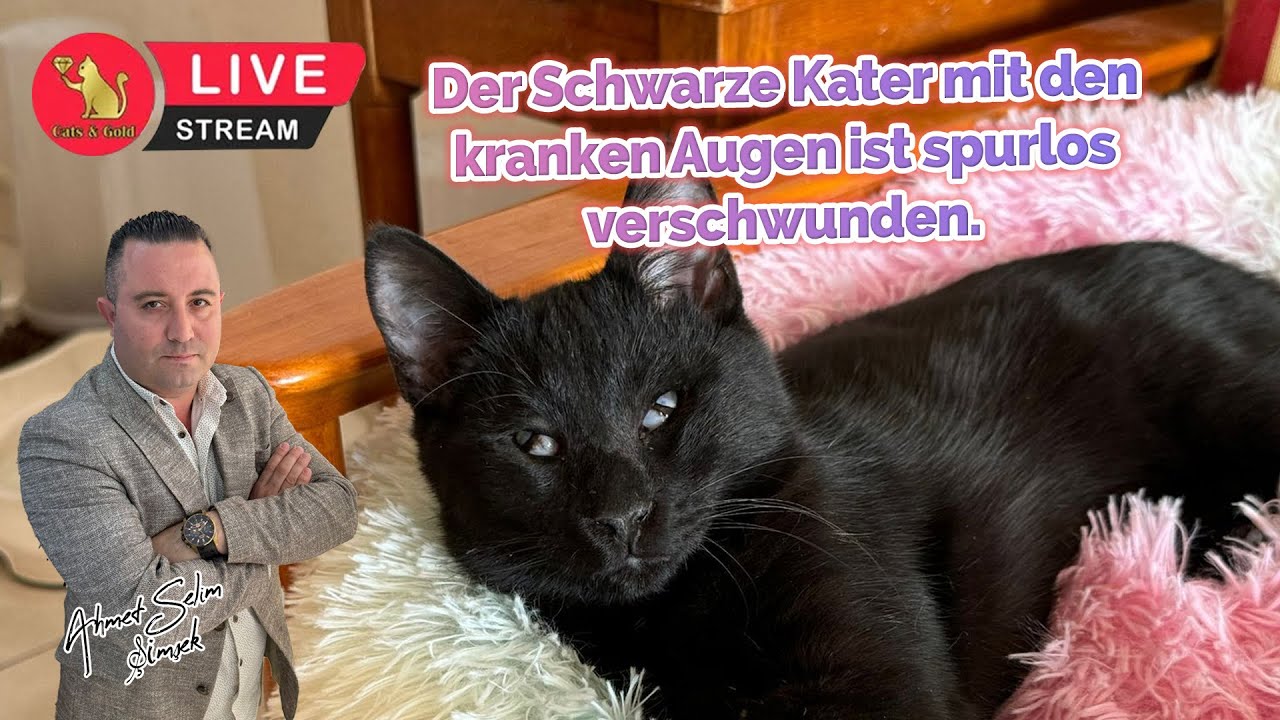 Der Schwarze Kater mit den kranken Augen ist spurlos verschwunden.