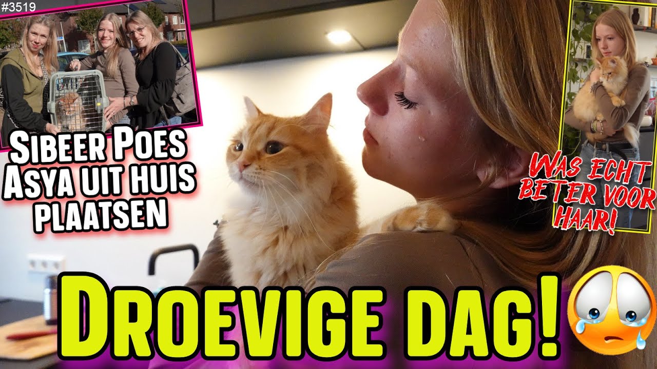 Met PIJN in mijn HART gaat Poes ASYA uit huis geplaatst worden. Is beter voor haar! #sibeer  #3519