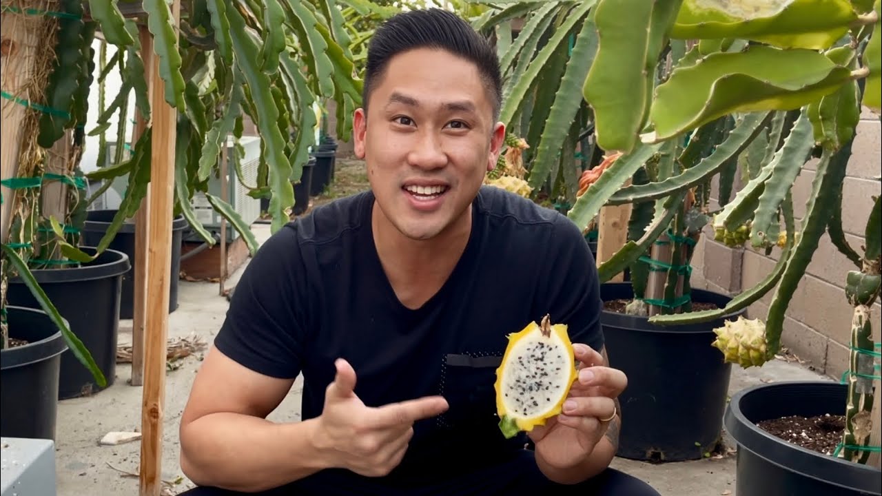 How to Graft a Dragon Fruit Seedling Part 12 (HARVEST DAY!)