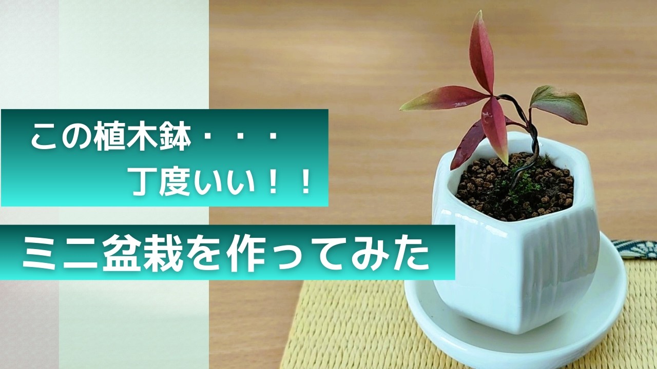 手軽にミニ盆栽を作ってみた
