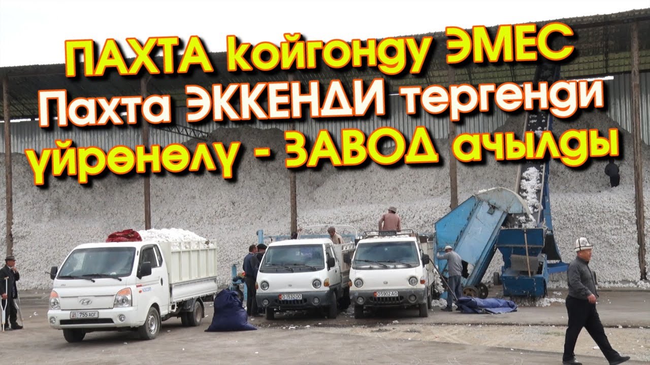 Кара-Сууда Кашкар КОТТОН пахта ТАЗАЛООЧУ заводу ИШКЕ кирип ДЫЙКАНДАРЫБЫЗ жыргады -ВИДЕО #АкыркыКабар