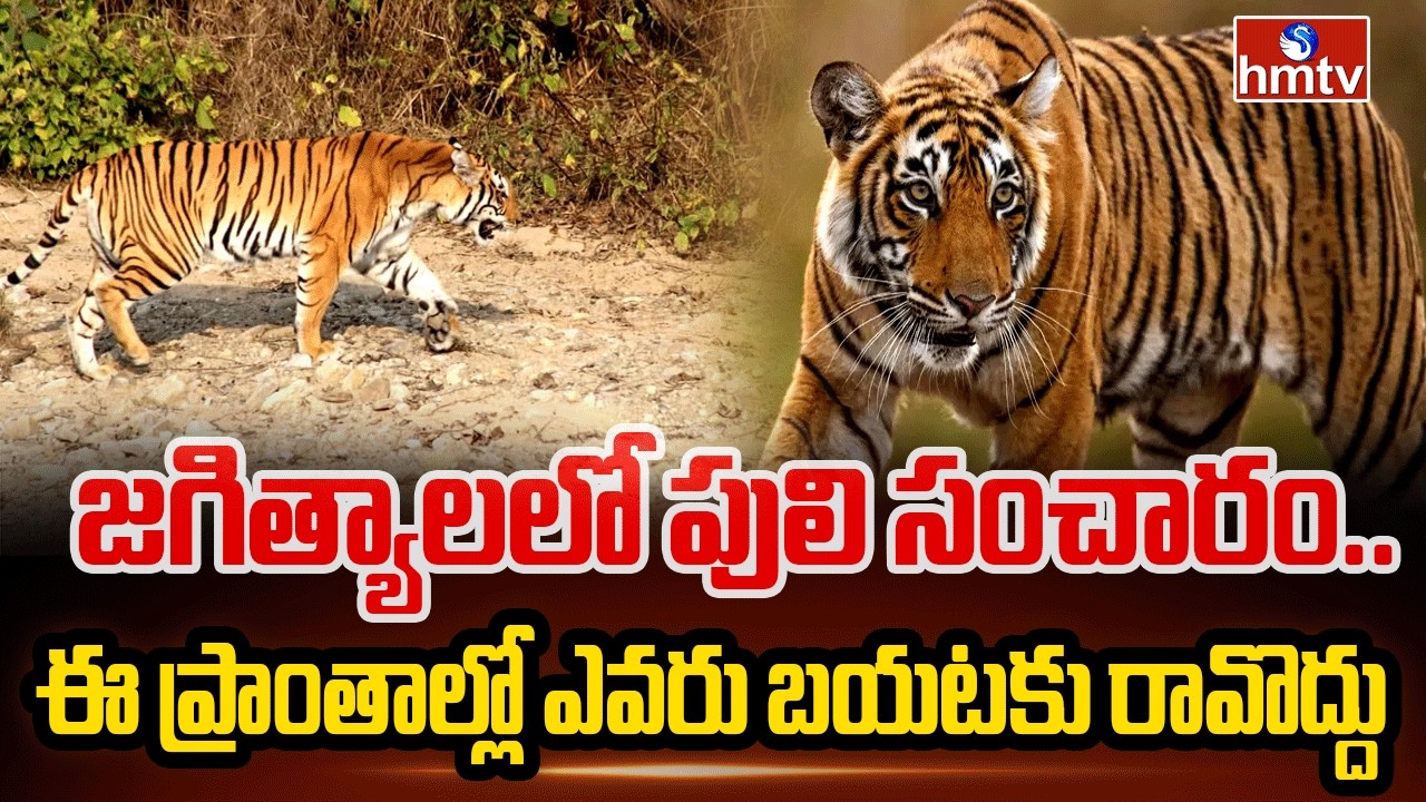 జగిత్యాలలో పులి సంచారం..ఈ ప్రాంతాల్లో ఎవరు బయటకు రావొద్దు | Tiger In Jagital | hmtv