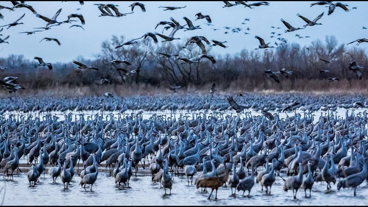 Experience the Sights and Sounds of the Sandhill Cranes
