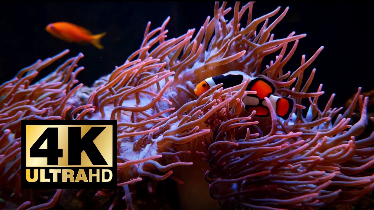 White Noise Underwater Sounds | 1 Hour 4K For Sleeping & Study | Calm & Relaxing Tropical Fish Tank