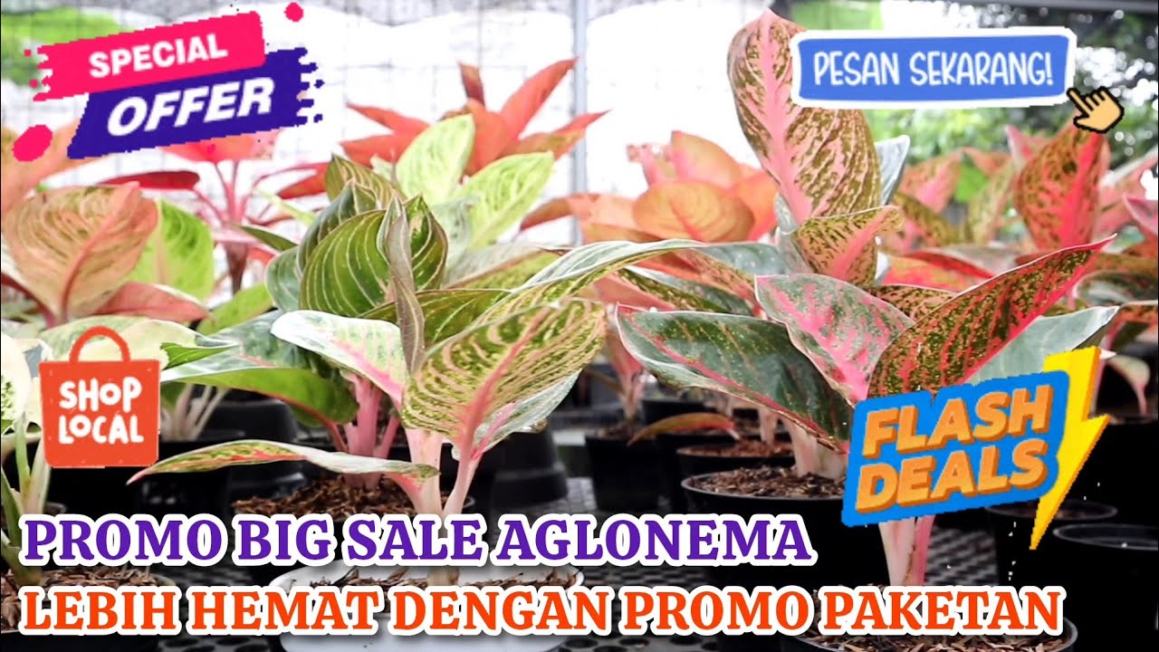 PROMO BIG SALE AGLONEMA. LEBIH HEMAT DENGAN PROMO PAKETAN. SEMUA HARGA TERJAMIN EKONOMIS. Eps 1584