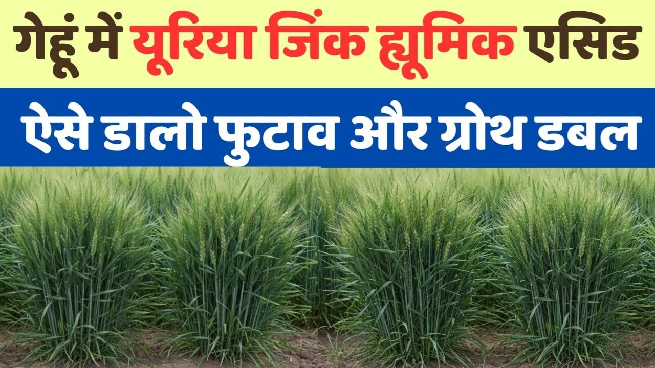 गेहूं में यूरिया, जिंक और ह्यूमिक एसिड का प्रयोग कब और कैसे करें? Urea Zinc aur Humic Acid ka prayog