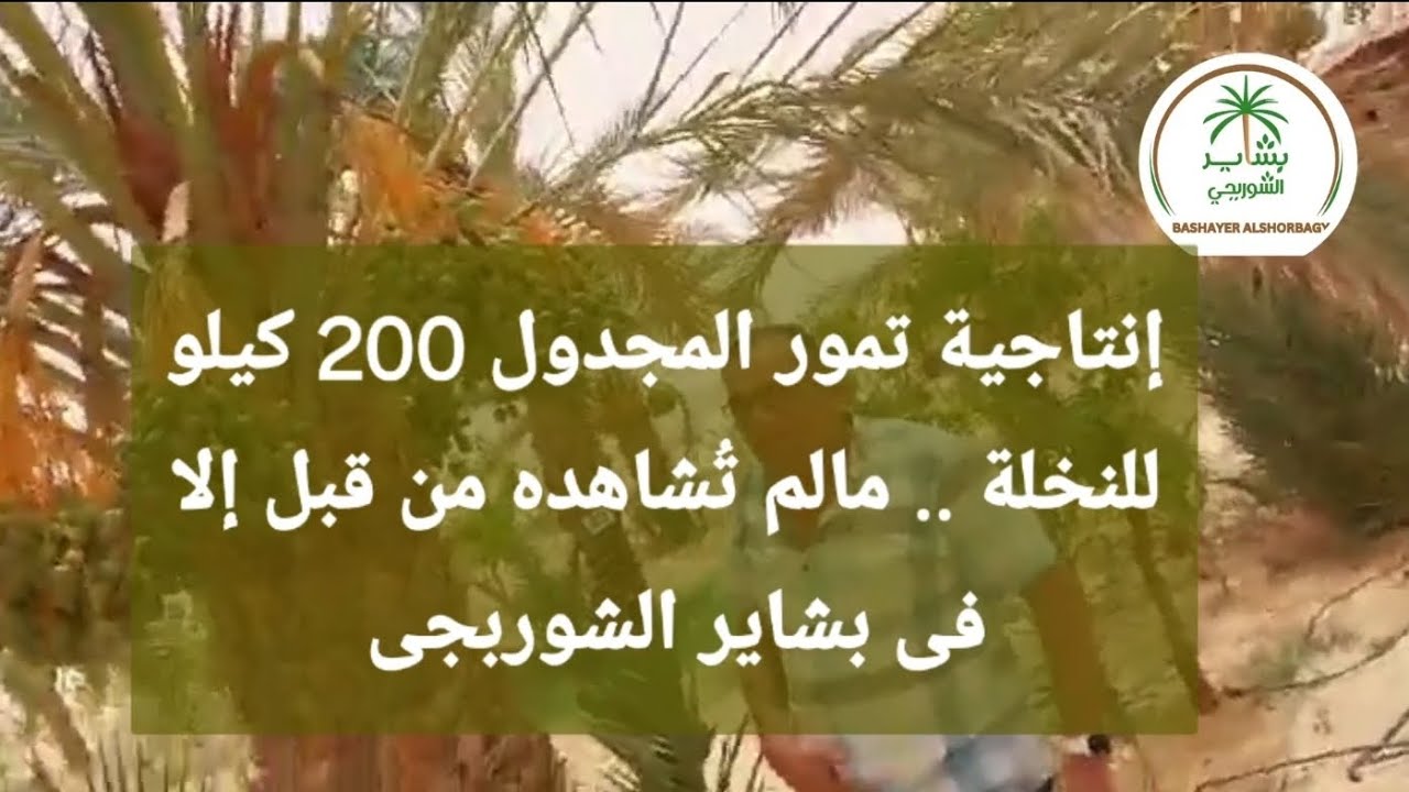 بشاير النخيل| انتاج نخيل المجدول  تصل إلى 200 كيلو للنخلة الواحدة حقائق داخل بشاير النخيل