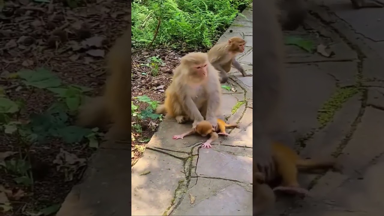 mother monkey beating little baby monkey 😔 #shorts #animals