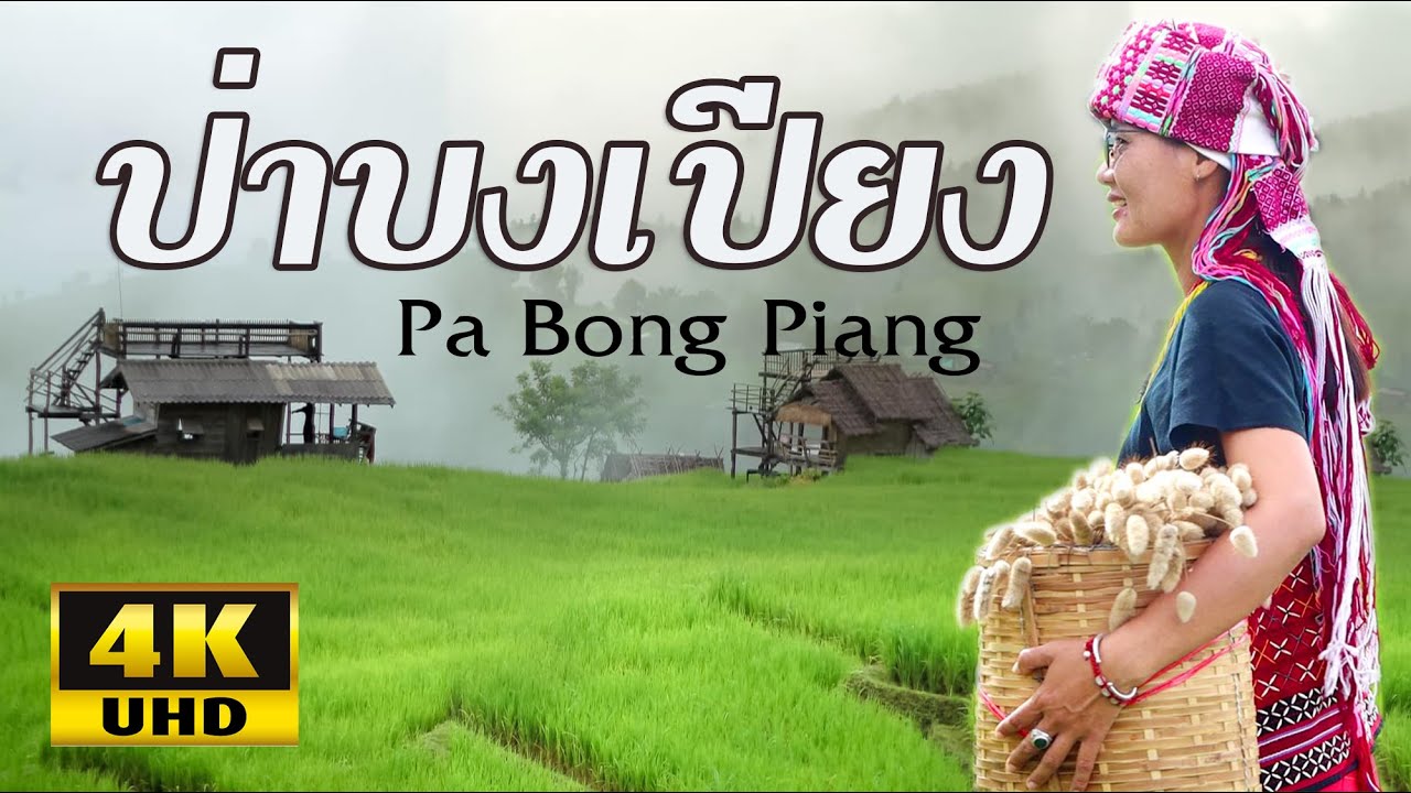 รู้จัก..ป่าบงเปียง ทุ่งนาขั้นบันไดในหุบเขา ด้วยคลิปนี้  Pa Bong Piang [4K]