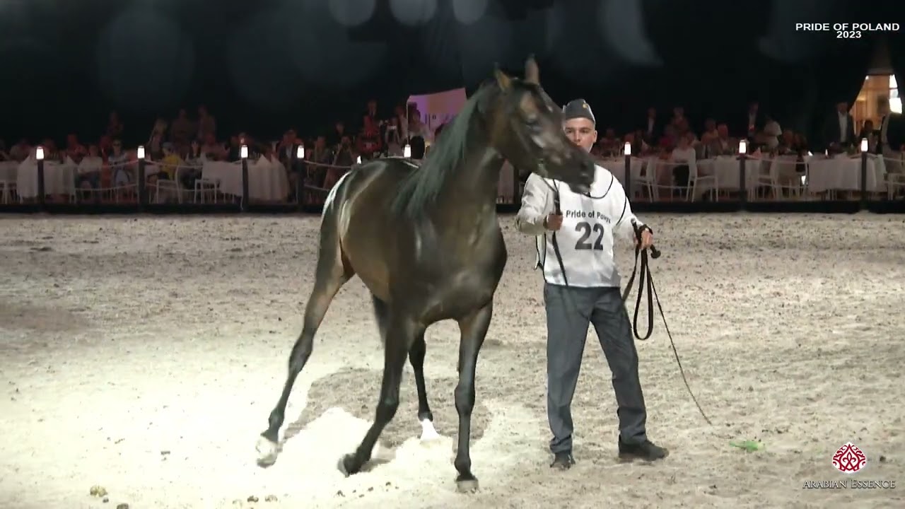 Pride of Poland 2023 - Horse Presentation