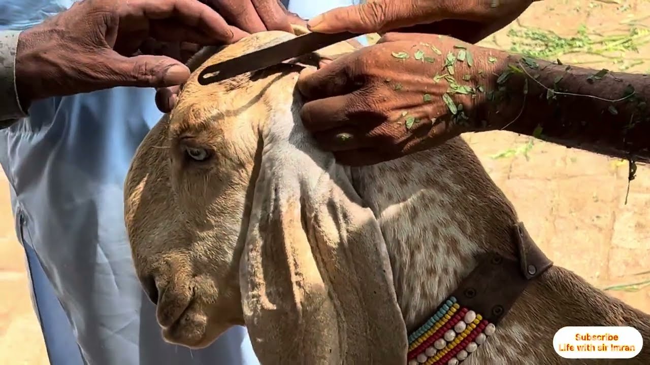 Aj Bakri ka seengh kaat diya| Goat Horn cutting |Bakri k seengh katnay ka tareeqa @LifewithSirImran