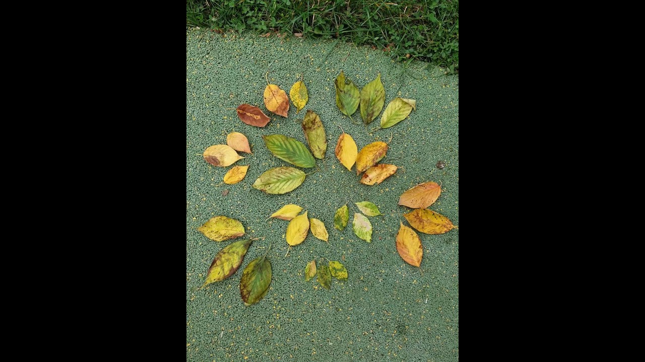 Land art improvis&eacute; 🍁🍃